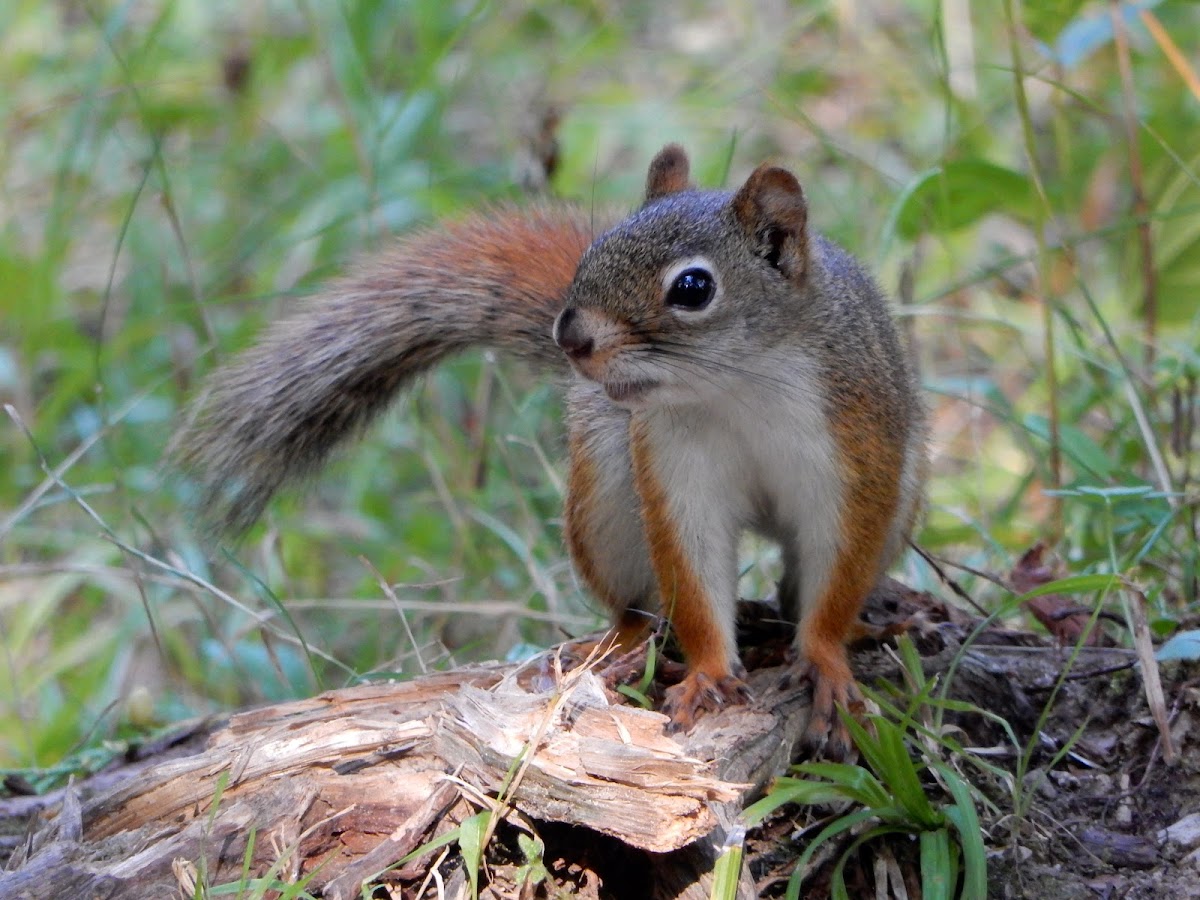 Red Squirrel