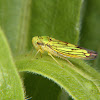 Cigarrinha (Leaf hopper)