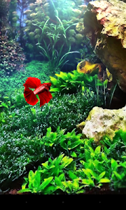 Red Betta Fish Live Wallpaper screenshot 2