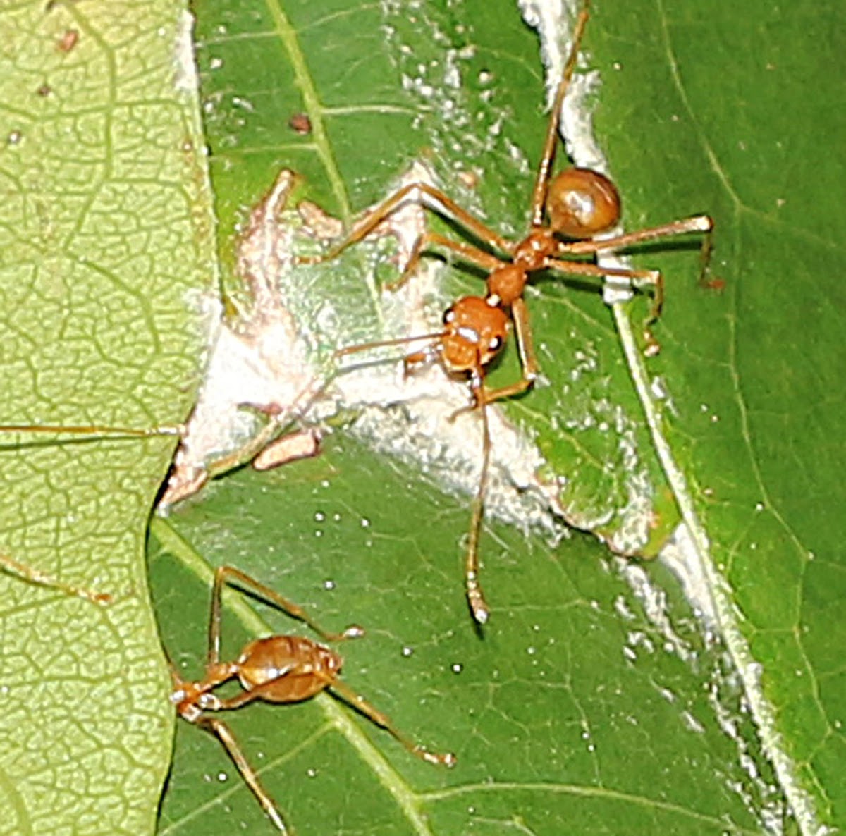 Asian Weaver Ant Colony