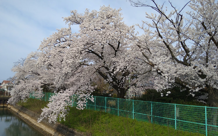 の投稿画像2枚目