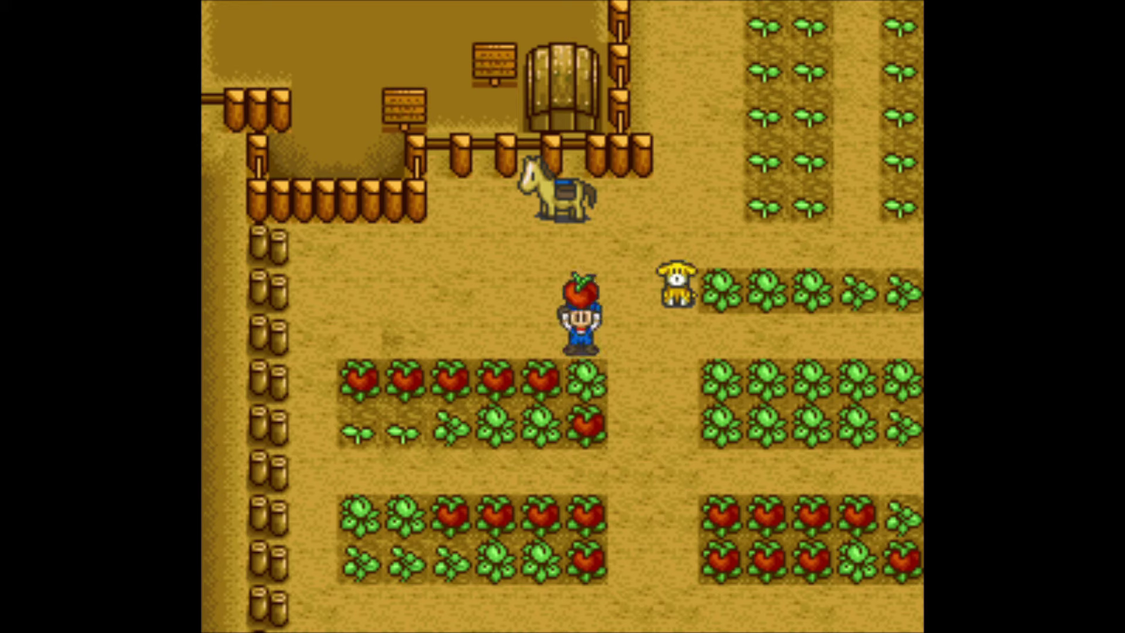 Tons of Tomatoes. | Harvest Moon SNES