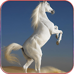 Cover Image of ดาวน์โหลด Horse Wallpapers 1.01 APK