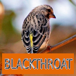 Cover Image of 下载 Master Kicau Blackthroat 1.1 APK