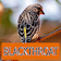 Master Kicau Blackthroat icon