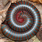 American Giant Millipede