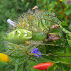 Green Lynx Spider