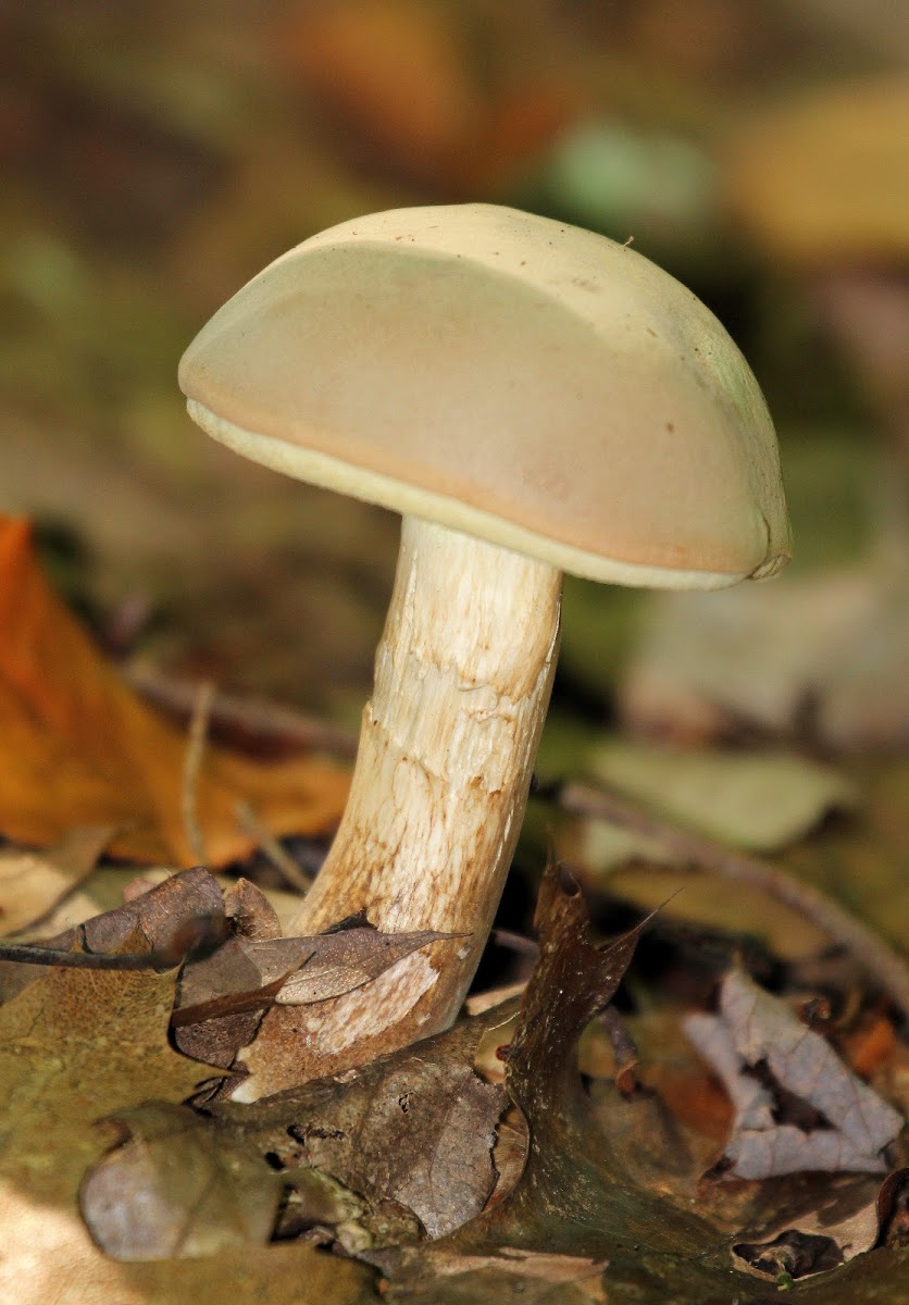 Pale Bolete