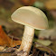 Pale Bolete