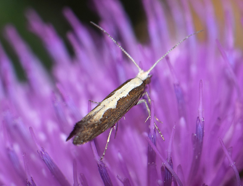 Diamondback Moth