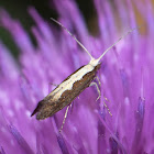 Diamondback Moth