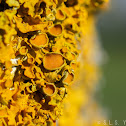 Shore lichen