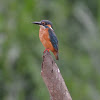 Common Kingfisher