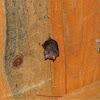 Lesser horseshoe bat  (μικρός Ρινόλοφος)