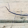 Western Short-horn Walkingstick