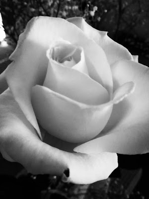 White rose di debho_jo