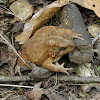 American Toad