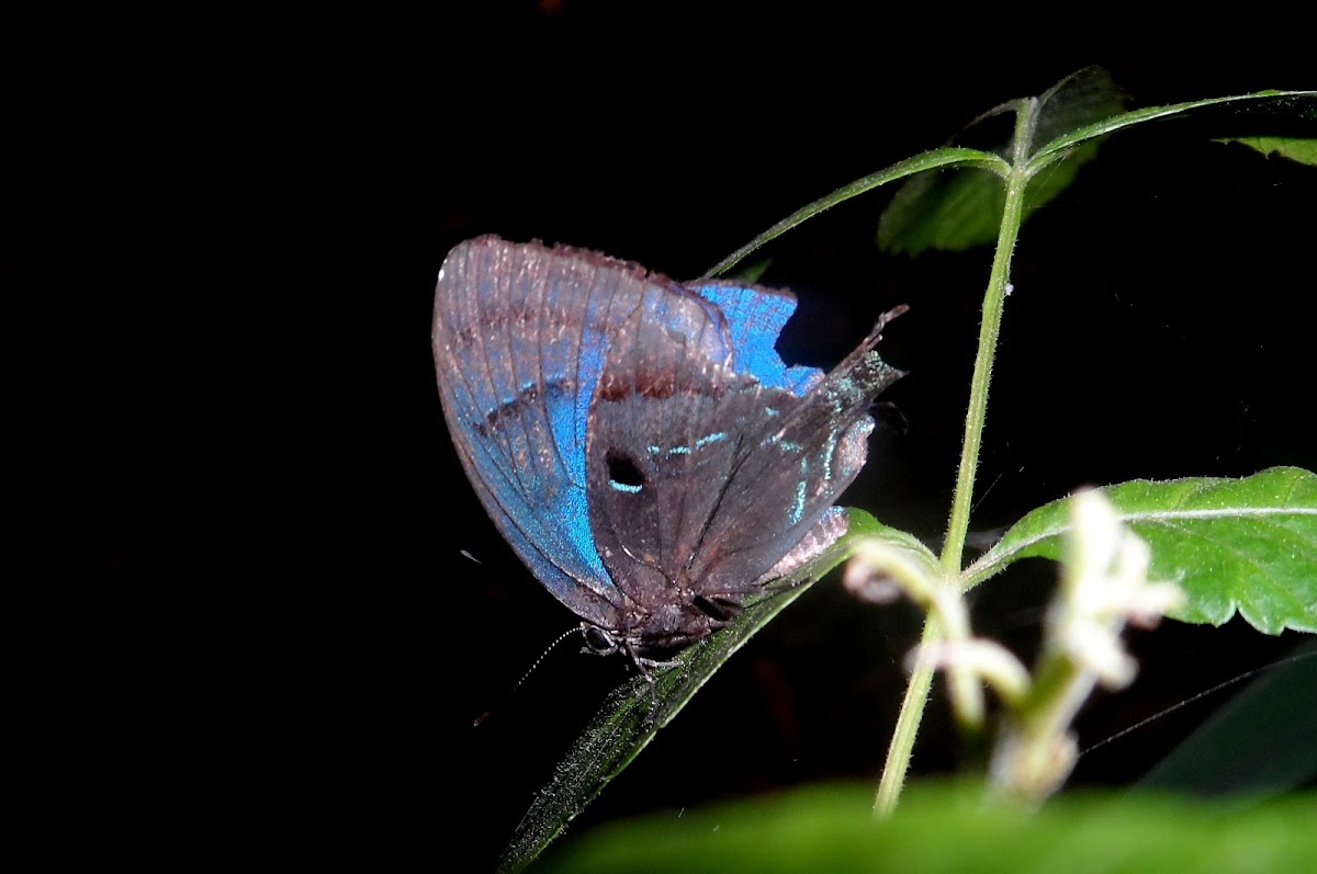 Pale-clubbed Hairstreak