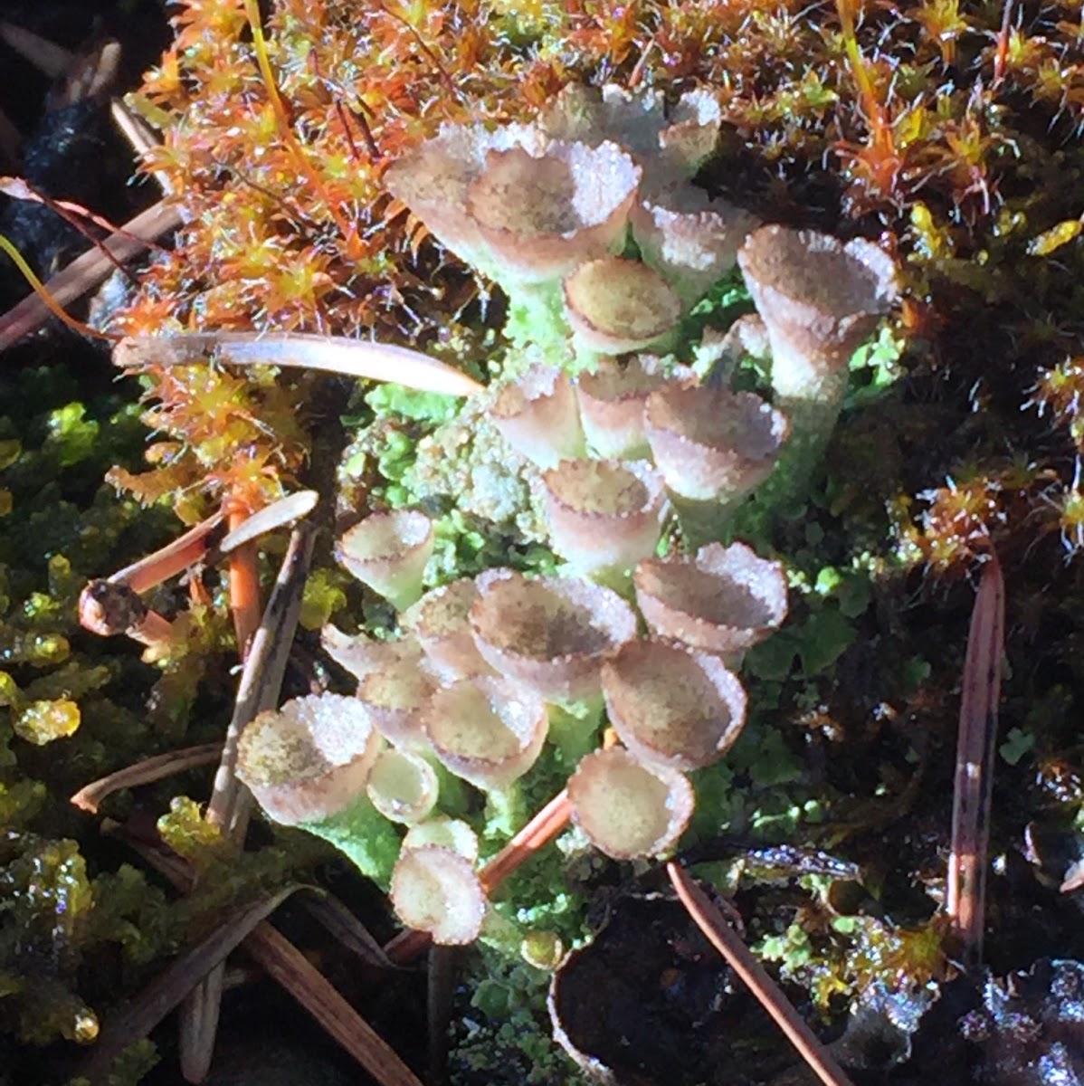 Cup Lichen