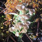 Cup Lichen