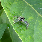 Two-striped Telamonia