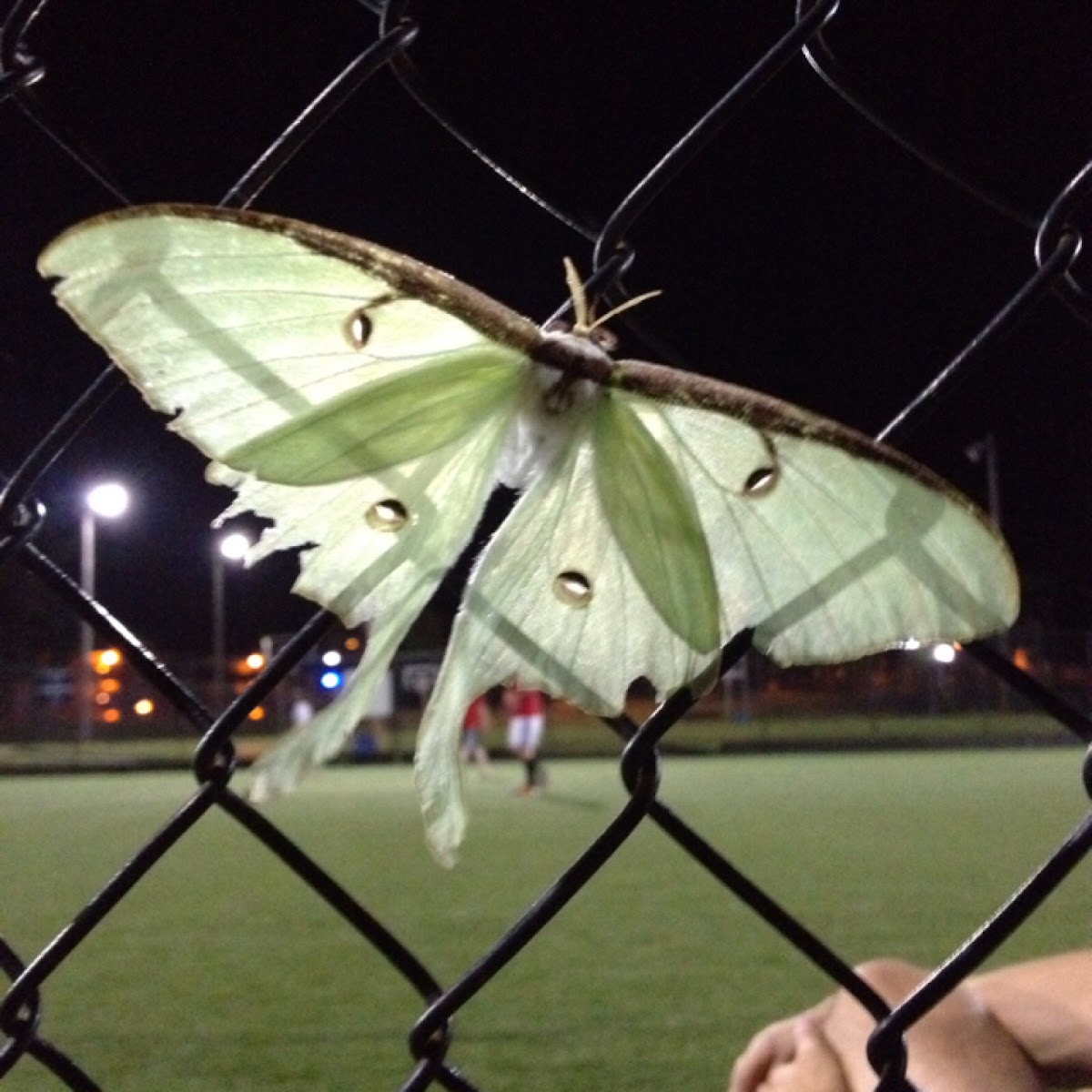 Luna moth