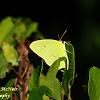 Cloudless Sulphur Butterfly