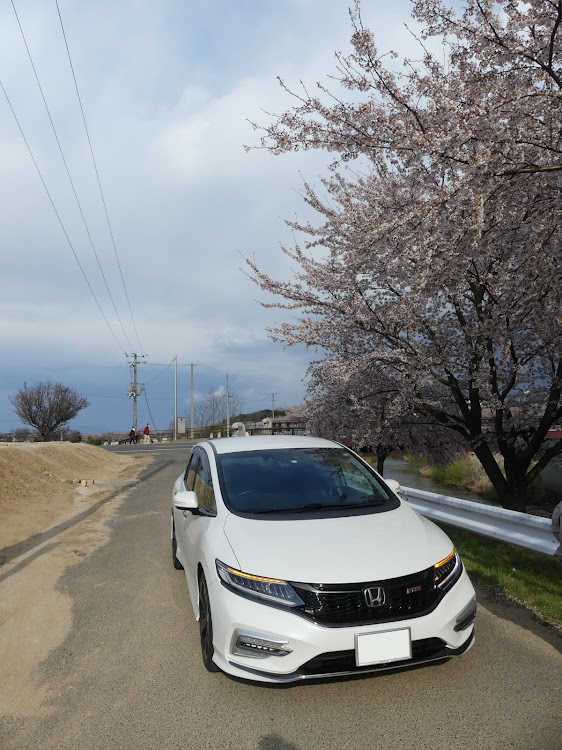 ジェイドの桜と愛車・笹原川千本桜・安積団地に関するカスタム事例の投稿画像1枚目