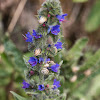 Ground Ivy