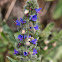 Ground Ivy