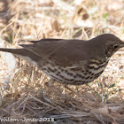 Song Thrush; Zorzal Común