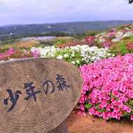 六股村杜鵑花