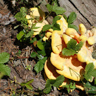 Chicken of the Woods Mushroom