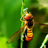 Grey-banded Hoverfly