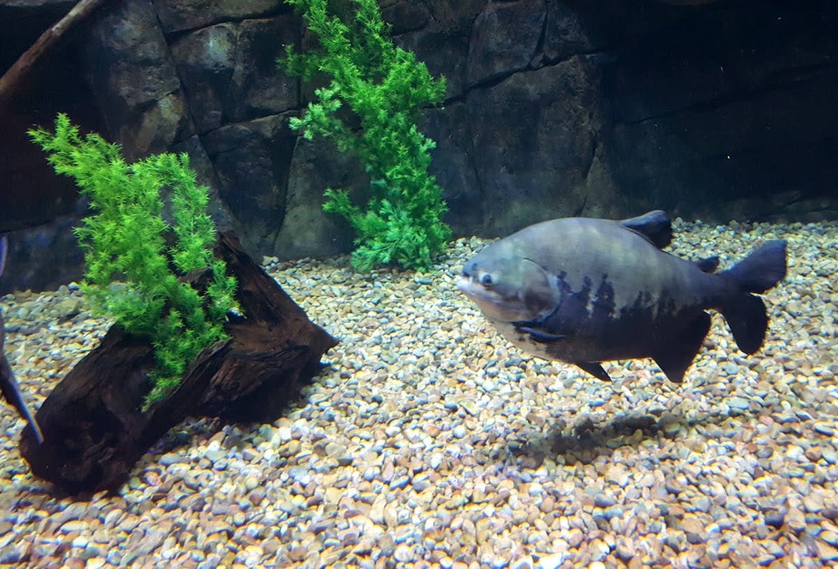 Black Pacu