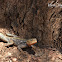 Agama(Lizard) - East African Rainbow Lizard