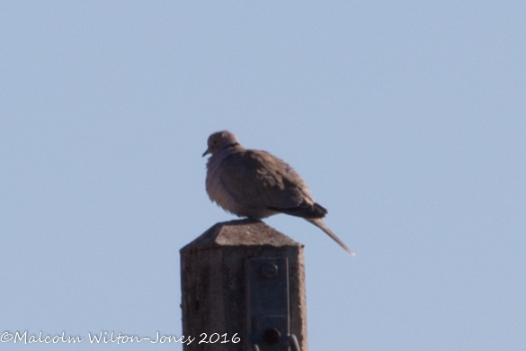 Collared Dove; Tórtola Turca