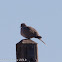 Collared Dove; Tórtola Turca