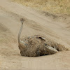 Masai Ostrich (female)