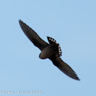 Crag Martin; Avión Roquero