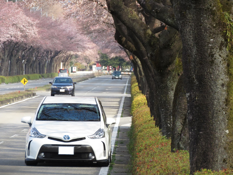 プリウスαの桜とコラボ🌸・サクラと愛車・桜・カメ活・満開までもう少しに関するカスタム事例の投稿画像3枚目