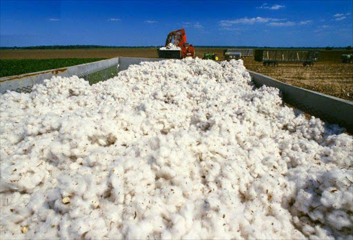 raw cotton