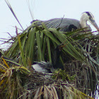 Great Blue Heron (with Anhinga)