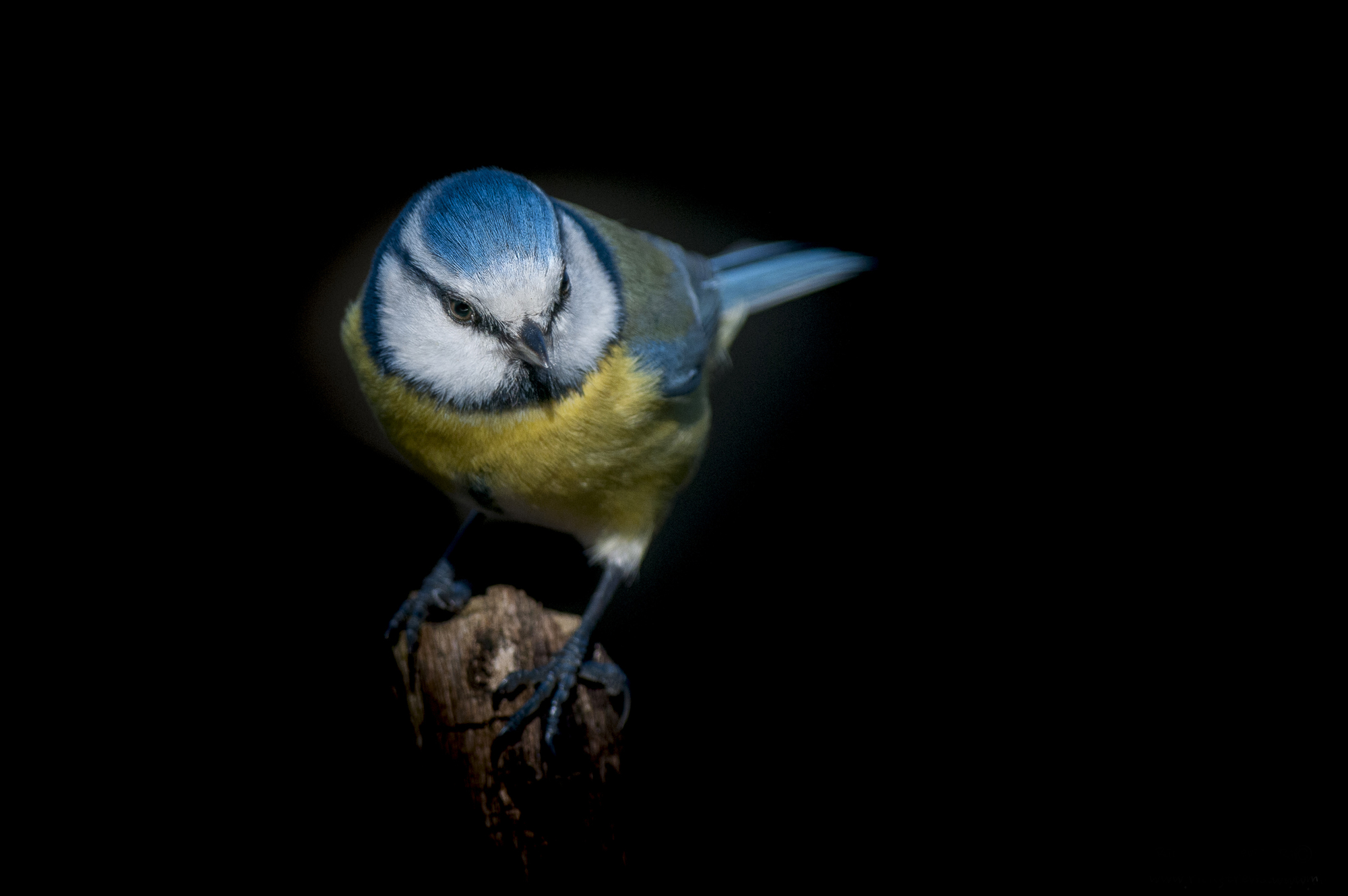 tra le luci del bosco di Rickytre