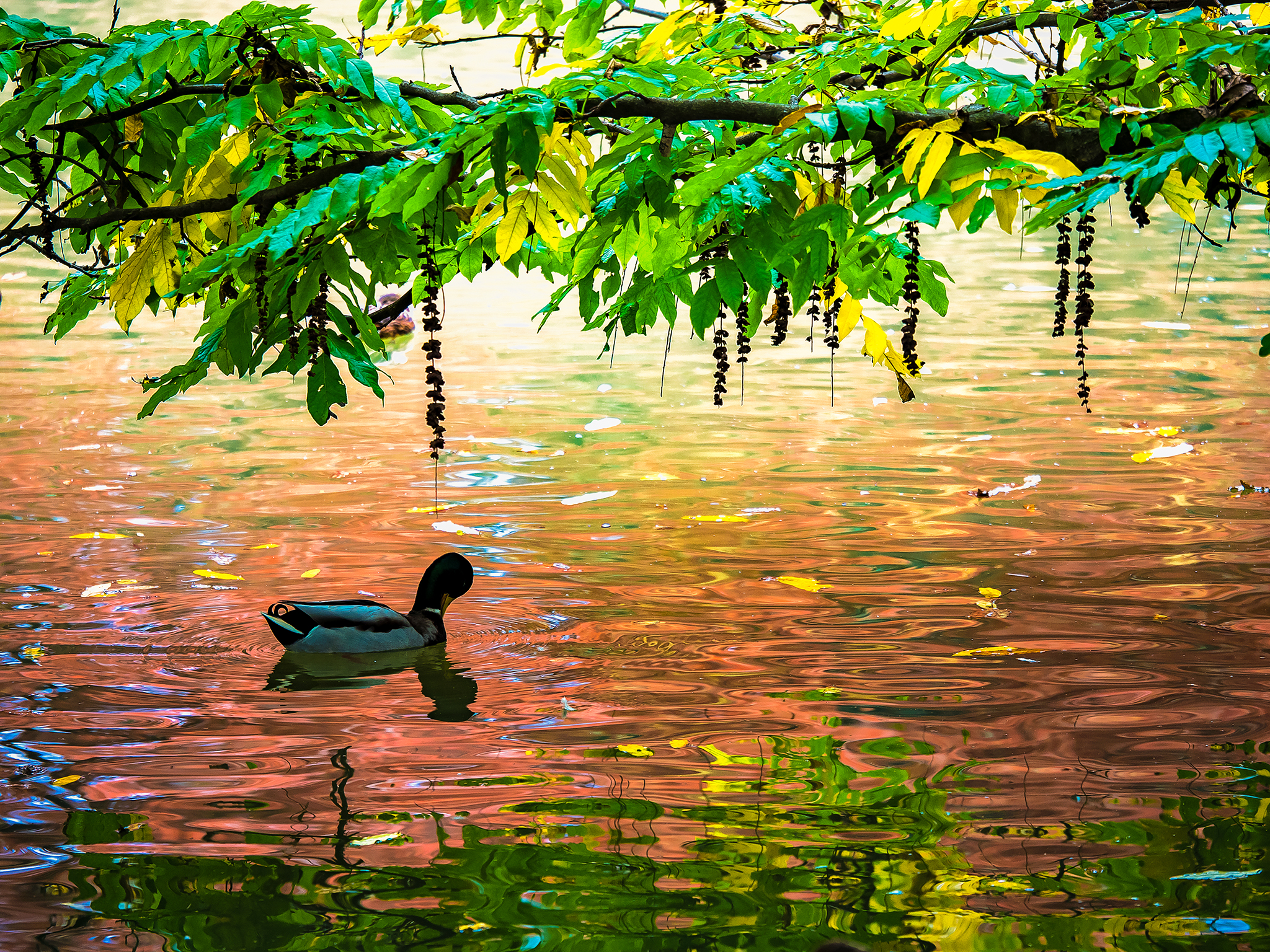 Riflessi e colori dell'autunno di alagnol