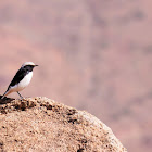 White-crowned Wheatear