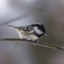 Bird on tree branch