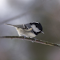 Item logo image for Bird on tree branch