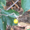 Smooth Ground Cherry