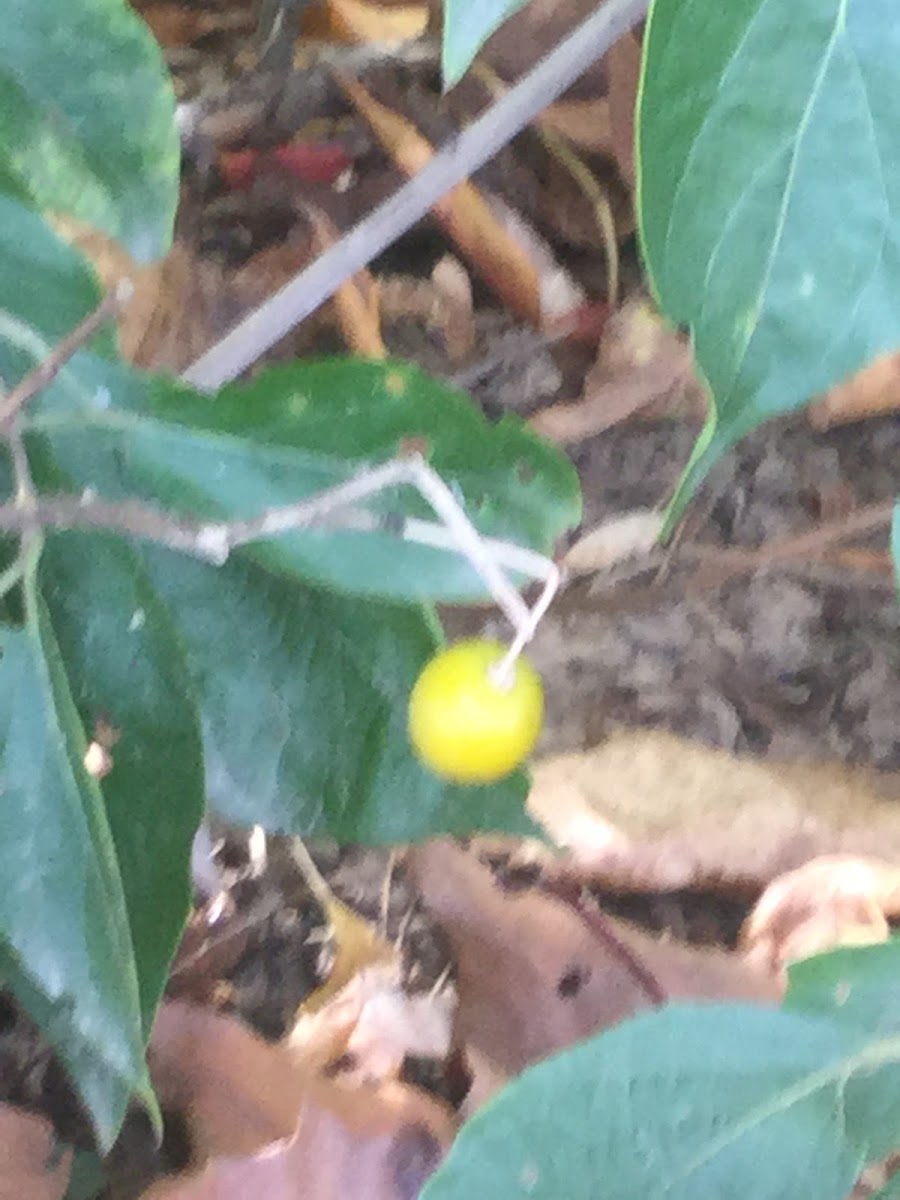 Smooth Ground Cherry